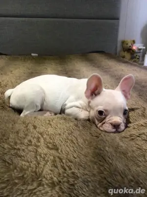 Französische Bulldogge