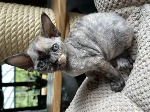 Devon Rex Mädchen für Zucht 