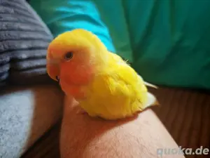 Liebesvogel Gelb 
