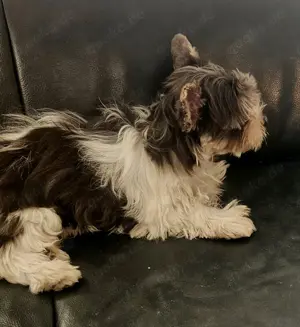 Biewer Yorkshire Terrier Welpe 