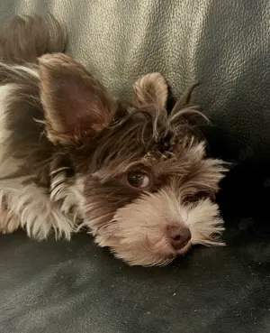 Biewer Yorkshire Terrier Junge 