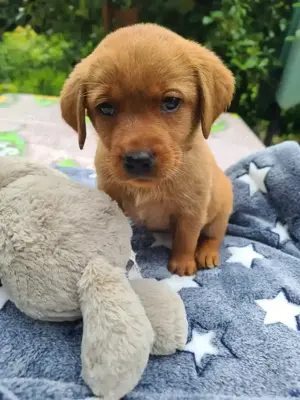 Zuckersüße Labradorwelpen, foxred