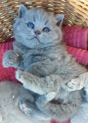 BKH Kitten reinrassig und zuckersüß