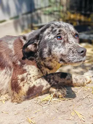 Balou sucht ein liebevolles Zuhause Bild 2