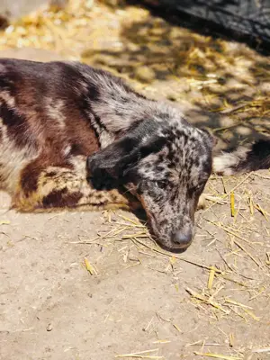 Balou sucht ein liebevolles Zuhause Bild 3