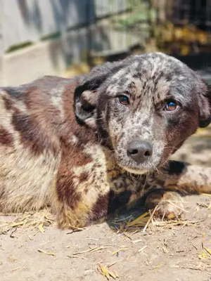 Balou sucht ein liebevolles Zuhause