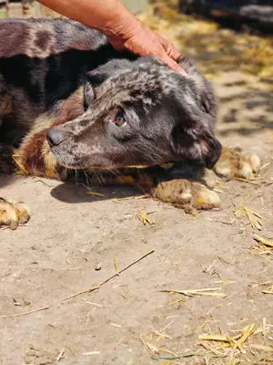 Balou sucht ein liebevolles Zuhause Bild 10