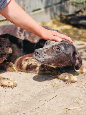 Balou sucht ein liebevolles Zuhause Bild 9