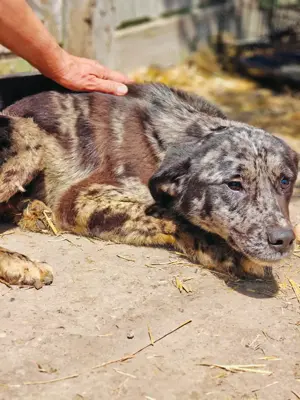 Balou sucht ein liebevolles Zuhause Bild 8