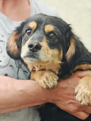 Dony - kleiner Hund sucht großes Herz
