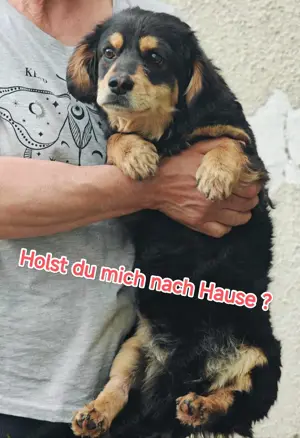 Dony - kleiner Hund sucht großes Herz Bild 3