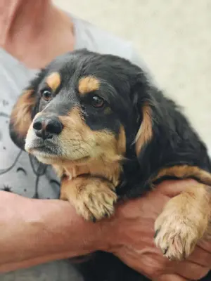 Dony - kleiner Hund sucht großes Herz Bild 2