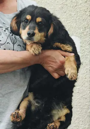 Dony - kleiner Hund sucht großes Herz Bild 10
