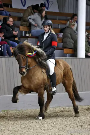 Biete Reitunterricht 