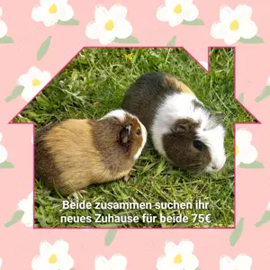 Meerschweinchen, Weibchen gerne zusammen abzugeben