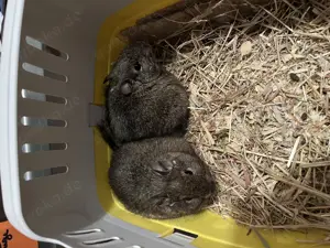 2 Männliche Degus in liebevolle Hände zu geben