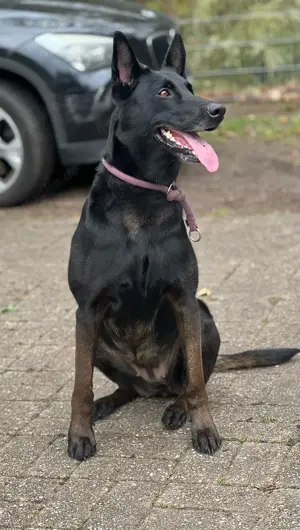 Wunderschöne X-Herder Welpen 