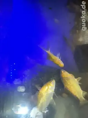 2 aquarium inklusiv alle zubehör zu verkaufen 