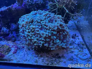 Euphyllia Golden Nugget