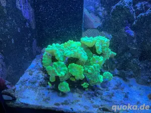 Caulastrea 