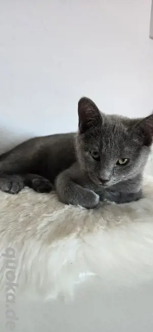 Russisch blau kitten 