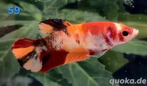 Einige Kampffisch Weibchen Betta splendens Koi 