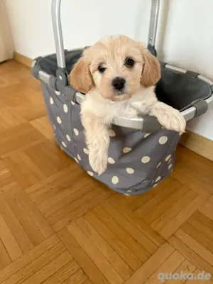 Maltipoo Welpe 
