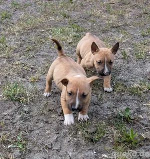 Miniature Bullterrier Mix Welpen 