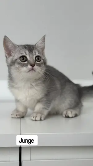 BKH Kitten