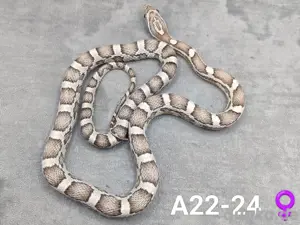 Kornnatter Anerythristic het. Amelanistic NZ 24