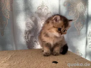 Wunderschöne Britisch Kurzhaar Kitten 