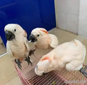 Molukkenkakadu-Babys