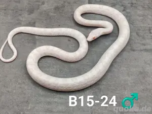 Kornnattern Buttermint NZ 23 und 24