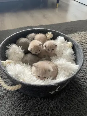 Bkh Kitten aus wunderschönen Wurf Bild 4