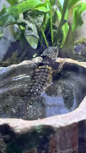 Buschkrokodil (Tribolonotus novaeguineae) männlich mit komplettem Tropen-Terrarium inkl. Technik Bild 4