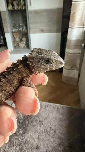 Buschkrokodil (Tribolonotus novaeguineae) männlich mit komplettem Tropen-Terrarium inkl. Technik Bild 5
