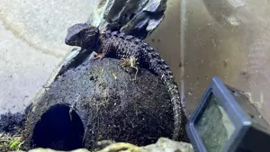 Buschkrokodil (Tribolonotus novaeguineae) männlich mit komplettem Tropen-Terrarium inkl. Technik