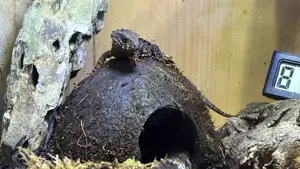 Buschkrokodil (Tribolonotus novaeguineae) männlich mit komplettem Tropen-Terrarium inkl. Technik Bild 3