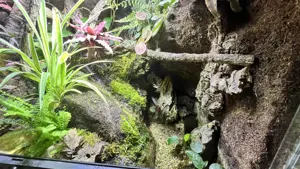 Buschkrokodil (Tribolonotus novaeguineae) männlich mit komplettem Tropen-Terrarium inkl. Technik Bild 7