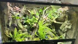 Buschkrokodil (Tribolonotus novaeguineae) männlich mit komplettem Tropen-Terrarium inkl. Technik Bild 9