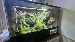 Buschkrokodil (Tribolonotus novaeguineae) männlich mit komplettem Tropen-Terrarium inkl. Technik Bild 6