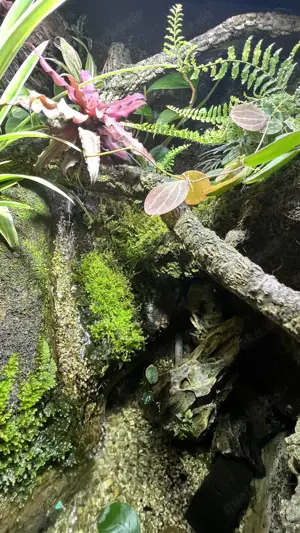 Buschkrokodil (Tribolonotus novaeguineae) männlich mit komplettem Tropen-Terrarium inkl. Technik Bild 10