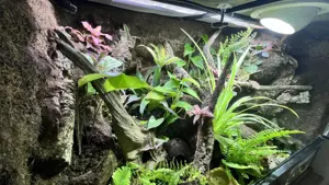 Buschkrokodil (Tribolonotus novaeguineae) männlich mit komplettem Tropen-Terrarium inkl. Technik Bild 2