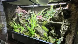 Buschkrokodil (Tribolonotus novaeguineae) männlich mit komplettem Tropen-Terrarium inkl. Technik Bild 8