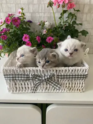 Bkh Frühlings Kitten 