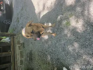 Labrador Deutscher Schäferhund Mix Rüde 