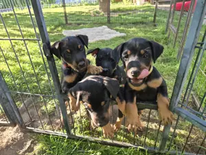 Deutsche Jagdterrierwelpen suchen neues Zuhause