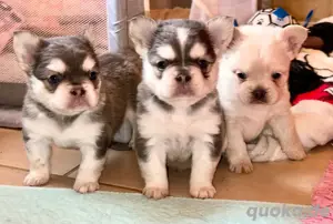 Französische Bulldoggen in huskycolor