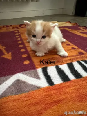 Maine Coon  Sibierische Waldkatze 