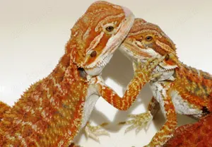 junge Farb-Bartagamen gelb-rot-orange 3 Wochen